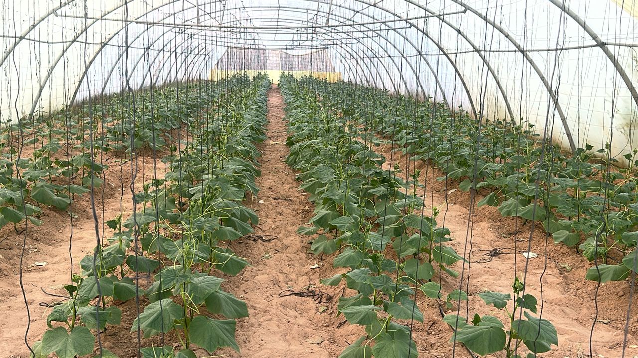 حقول بصل في بئر السانية